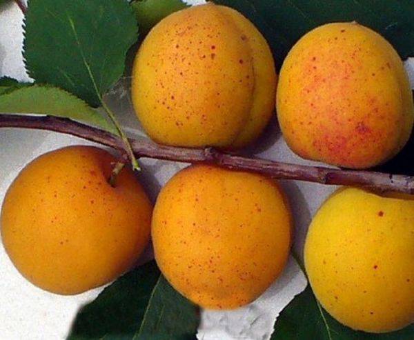 Обзор лучших сортов абрикоса для выращивания в Подмосковье - фото
