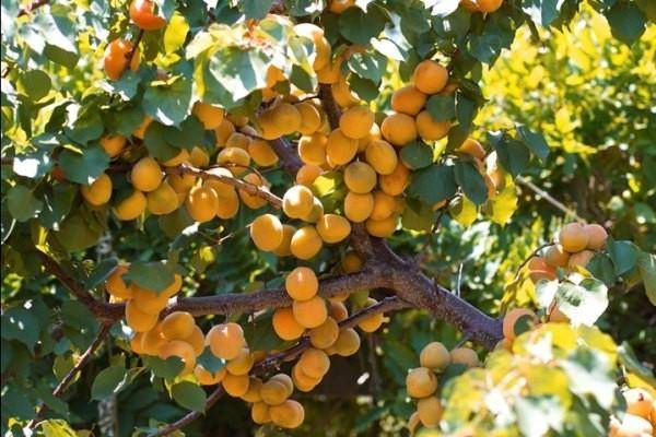 Особенности и описание сорта абрикоса Лель с фото
