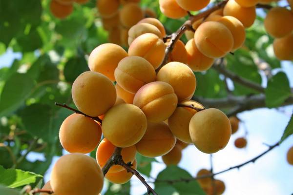 Универсальный сорт абрикоса Погремок - фото
