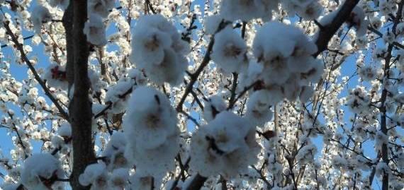 Абрикос: цветы в снегу - фото