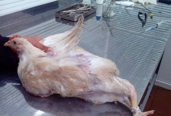 Анатомия курицы и петуха  все о жизненно важных системах куриного организма с фото