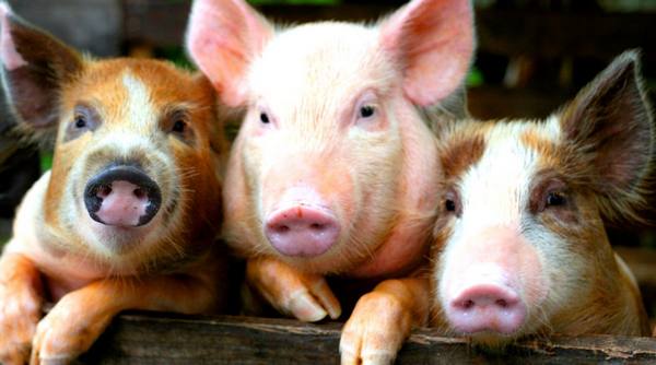 Аскаридоз у свиней  это заразная болезнь, опасная для людей - фото