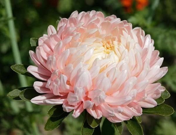Астра пионовидная  самые декоративные цветы для вашего сада с фото