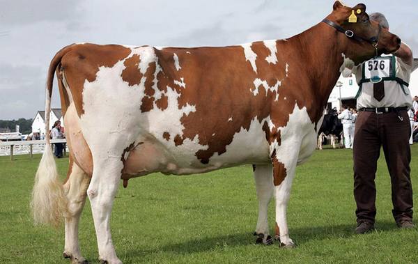 Айрширская корова: высокопродуктивная молочная порода - фото