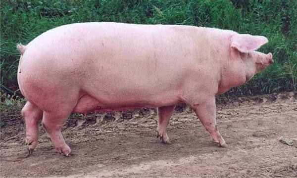 Порода свиней крупная белая: описание породы, уход и секреты разведения - фото