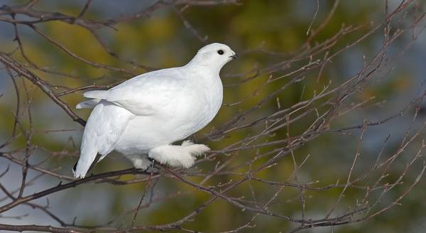 Белая куропатка  места обитания и особенности птицы - фото