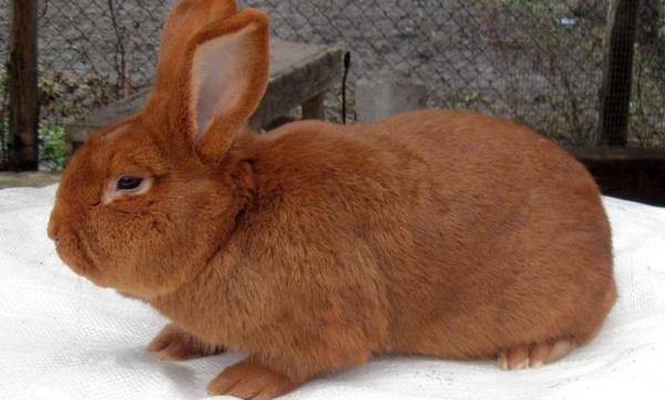 Новозеландский кролик  идеальный выбор для заводчиков с фото
