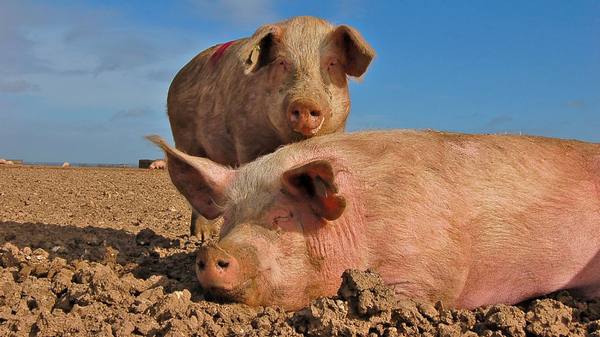 Биодобавки и стимуляторы роста для свиней: польза или неоспоримый вред - фото