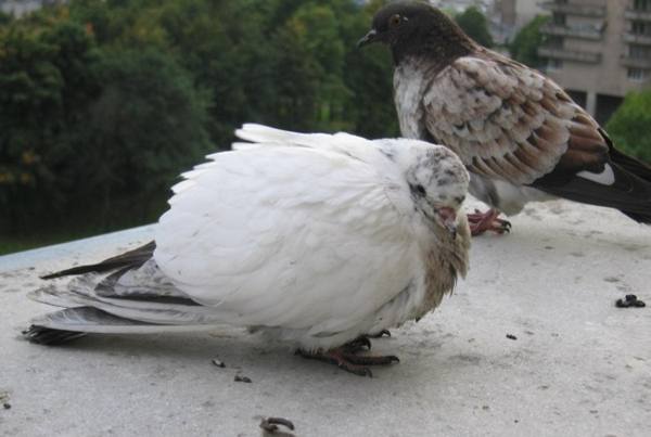 Все о заболеваниях голубей: симптомы, методы лечения и профилактики - фото
