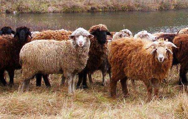 Что такое брадзот овец и чем он опасен: диагностика и лечение заболевания - фото