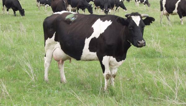 Бруцеллез у коров: причины, симптомы, лечение и профилактика заболевания - фото