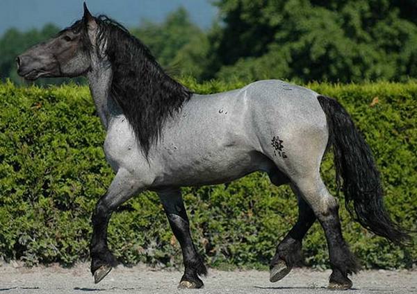 Чалая масть лошадей: особенности и разновидности редкого окраса - фото