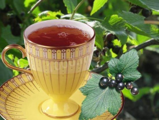 Чай из смородиновых листьев, польза и вред, как правильно приготовить - фото