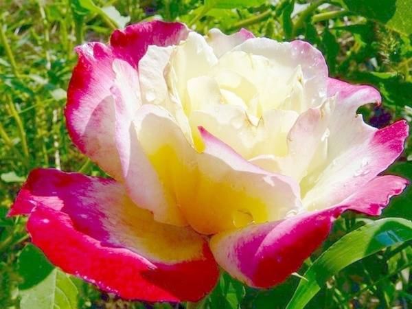 Розы чайно-гибридные: характеристика сортов с фото