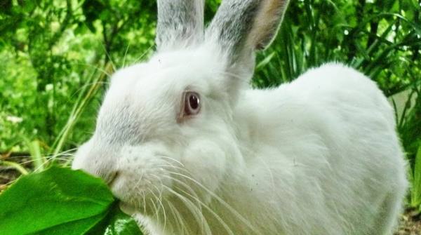 Чем никогда нельзя кормить кроликов: запрещенные и опасные продукты с фото