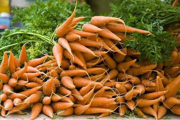 Чем подкормить морковь и как получить богатый урожай с фото