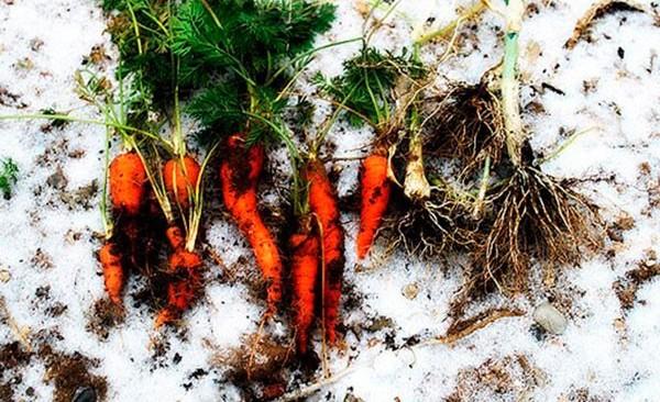 Что делать, если морковь замёрзла  не паниковать и перерабатывать - фото