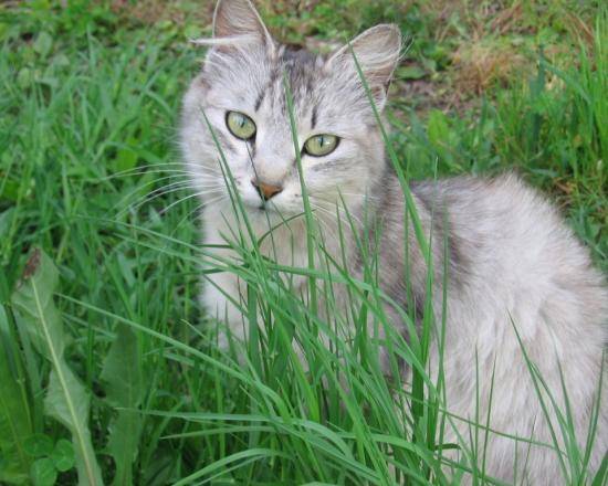 Что такое кошачья трава и зачем она этим животным - фото