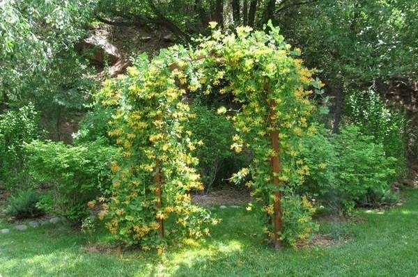 Вьющаяся жимолость  декоративная лиана для вашего сада - фото