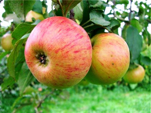 Лучший летний десертный сорт яблони Медуница - фото