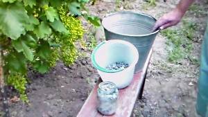 Древесная зола  как вид удобрения виноградника (видео) - фото