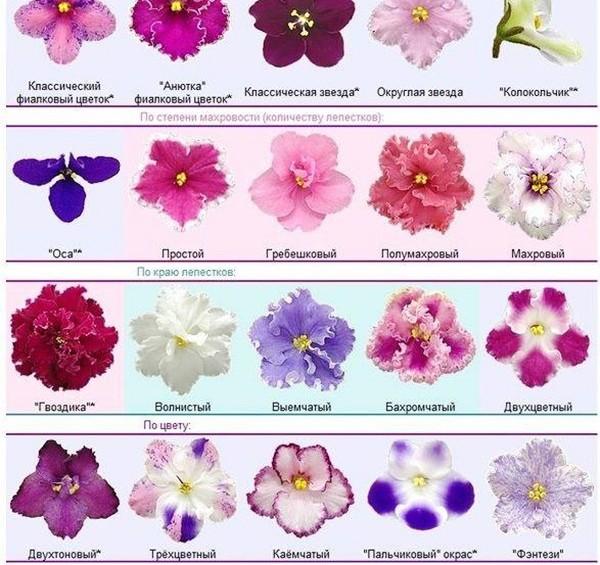 Сорта фиалок с названиями и фото — самые популярные цветы - фото