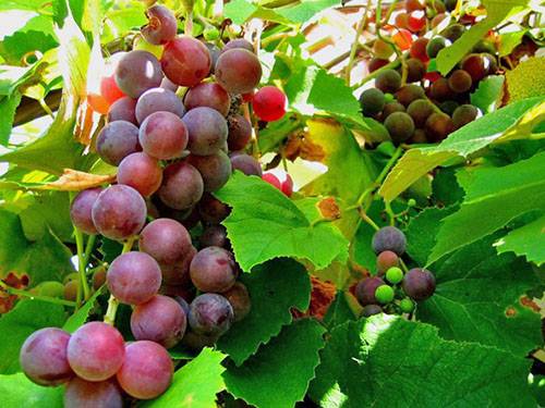 Чем и как лечить болезни винограда? с фото