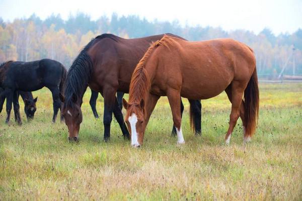 Особенности ганноверской породы лошадей с фото