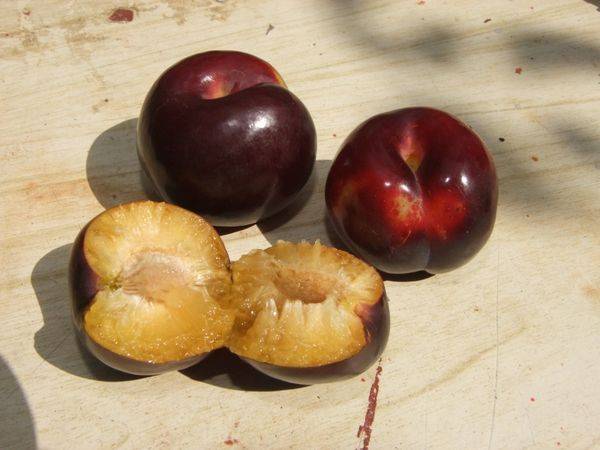Какие гибриды персика существуют в природе - фото