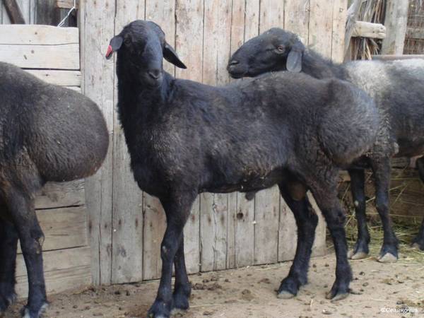 Гиссарская порода овец и ее преимущества - фото