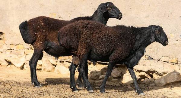 Гиссарская порода овец  беспроигрышный вариант для мясного бизнеса - фото