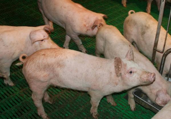 Глисты у свиней и поросят: виды и симптомы с фото