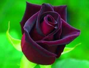 Голландская роза  гармония красоты - фото