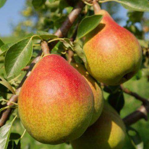 Груша дюшес: выращивание и использование плодов с фото