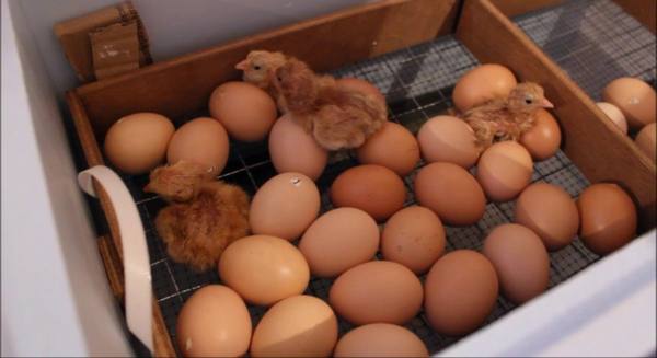 Инкубация куриных яиц в домашних условиях: условия, температура и влажность - фото