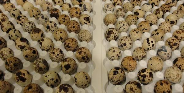 Особенности домашней инкубации перепелиных яиц: таблица, режим и периоды с фото