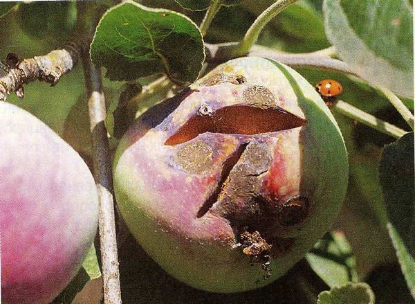 Мучнистая роса яблони - так ли страшна? с фото