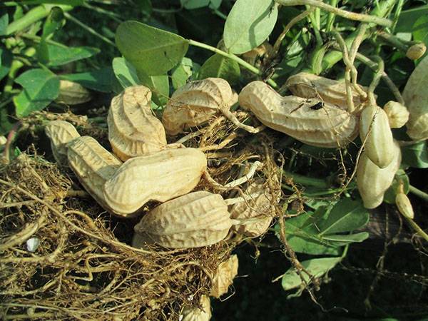 Где и как растет арахис - фото