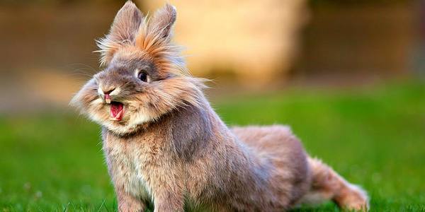 Как и зачем кастрировать кролика: плюсы и минусы процедуры, показания к опе ... - фото