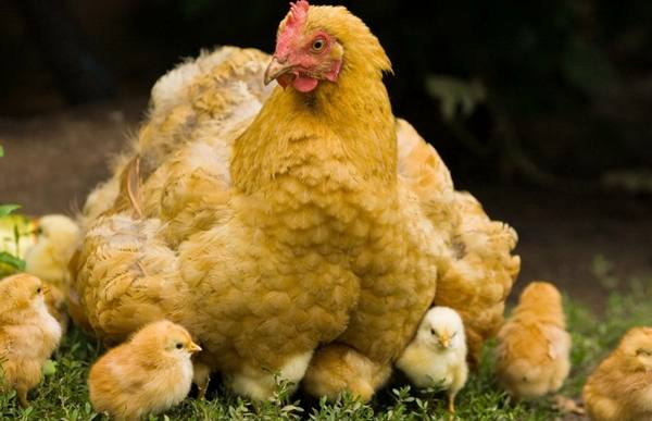 Как посадить курицу на яйца: советы и рекомендации опытных птицеводов - фото