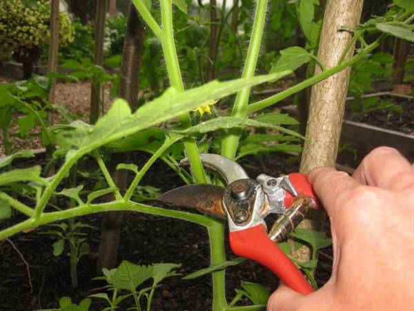 Как обрезать помидоры в открытом грунте: правила и сроки - фото