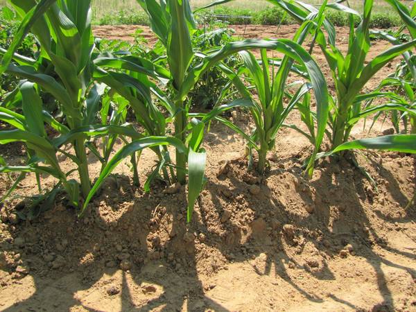 Норма высева кукурузы при эффективном огородничестве - фото
