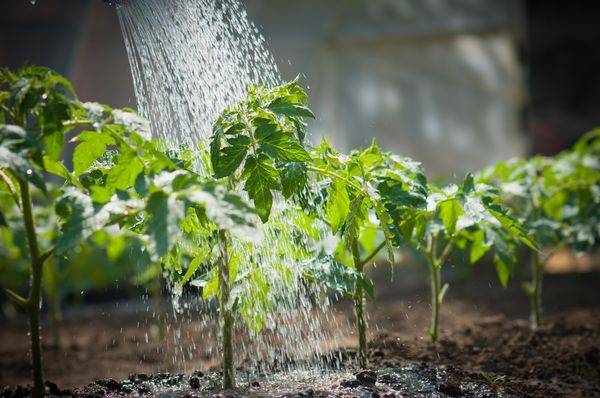 Особенности полива рассады помидоров - фото