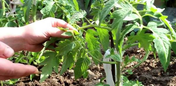 Как подвязывать помидоры: простые способы для хорошего урожая с фото
