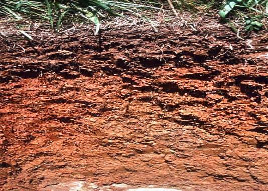 Как правильно сделать газон на глинистой почве? с фото