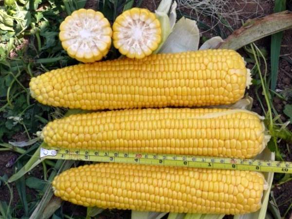 Как правильно сажать кукурузу в открытый грунт - фото