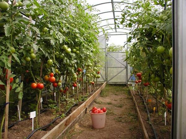 Как сажать помидоры в теплице правильно - фото