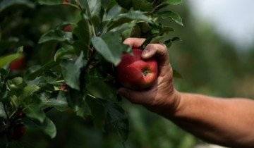 Как сохранить яблоки на зиму — методы опытных садоводов с фото