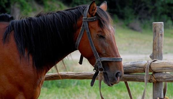 Как спят лошади: мифы и правда о способах отдыха животных - фото