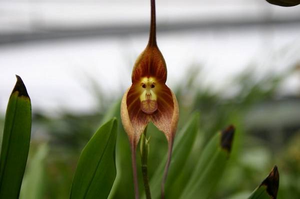 Вы купили орхидею, или Правильный уход за любимым цветком Ниро Вульфа - фото